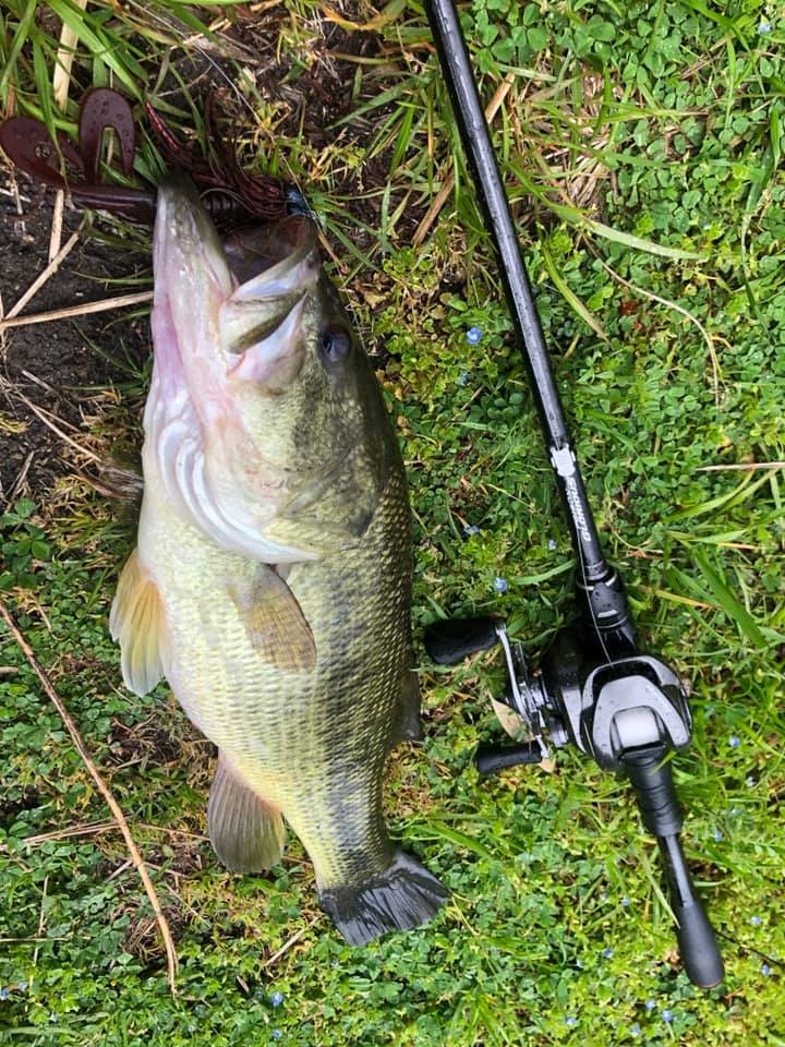 兵庫県淡路島野池群のバスフィッシングでブラックバス釣果