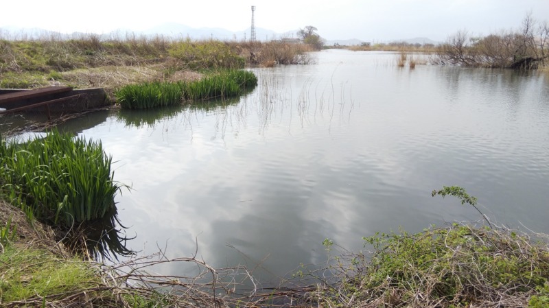 滋賀県琵琶湖近江八幡周辺のウキ釣りでホンモロコ釣果