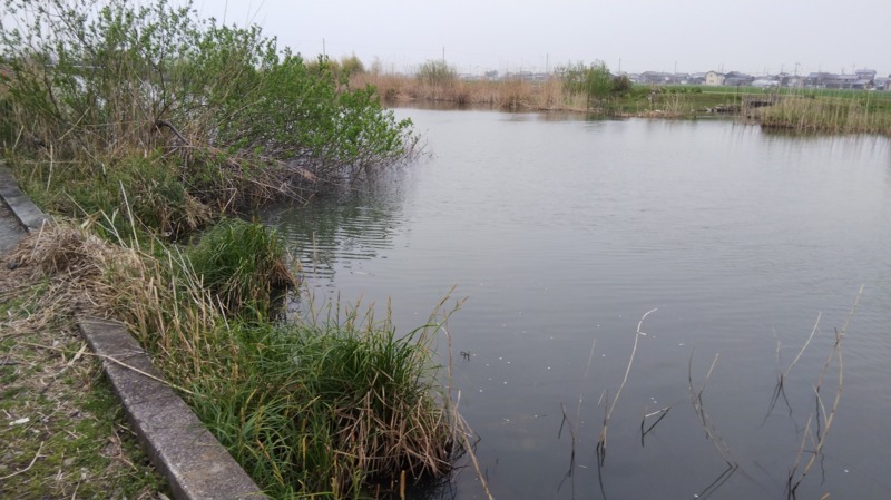 滋賀県琵琶湖近江八幡周辺のウキ釣りでホンモロコ釣果