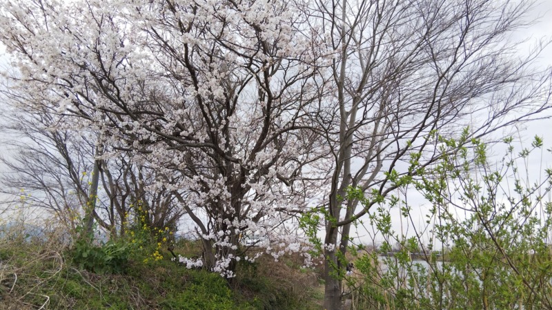 滋賀県琵琶湖近江八幡周辺のウキ釣りでホンモロコ釣果