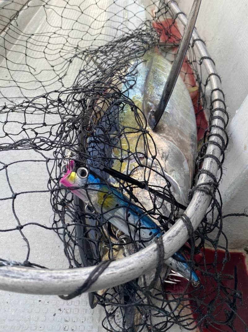 三重県ディープブルーのキャスティングでキハダマグロ釣果