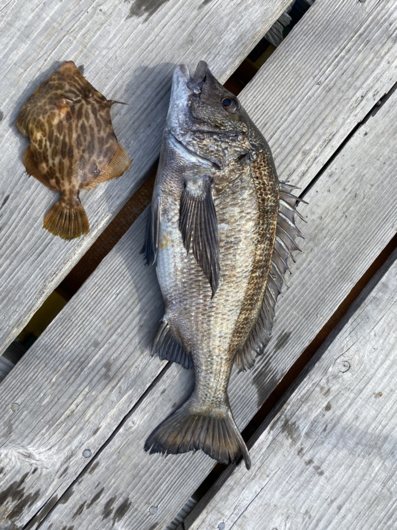 和歌山県日高郡さかむら渡船のかかり釣りでチヌ・カワハギ釣果