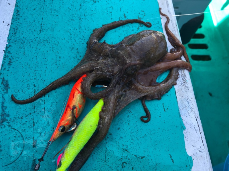 兵庫県明石沖海蓮丸の船釣りでタコ釣果