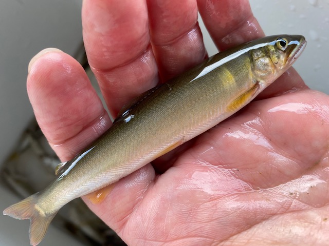 滋賀県琵琶湖彦根芹川の淡水ウキ釣りで小鮎釣果
