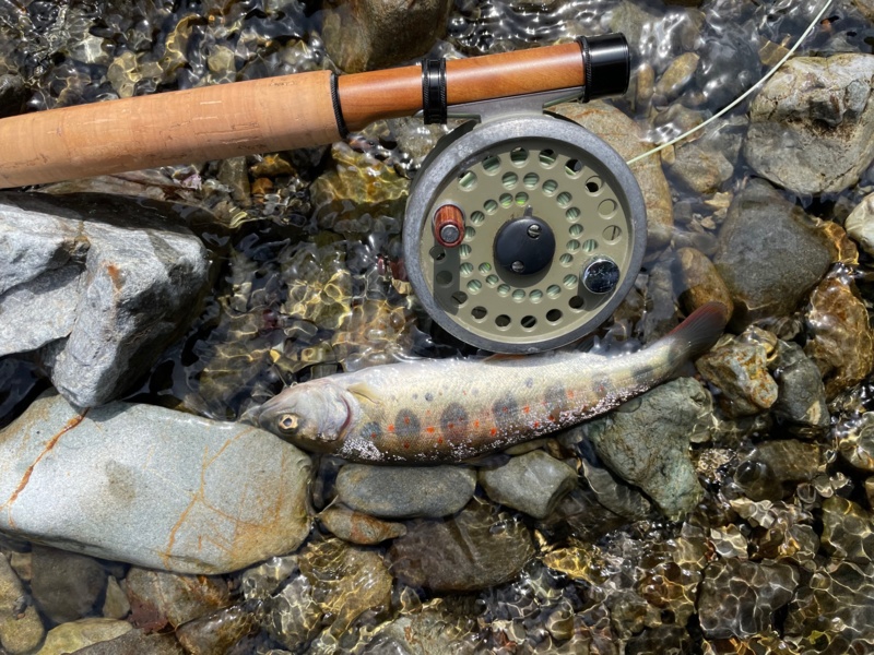 奈良県上北村の渓流でアマゴ釣果