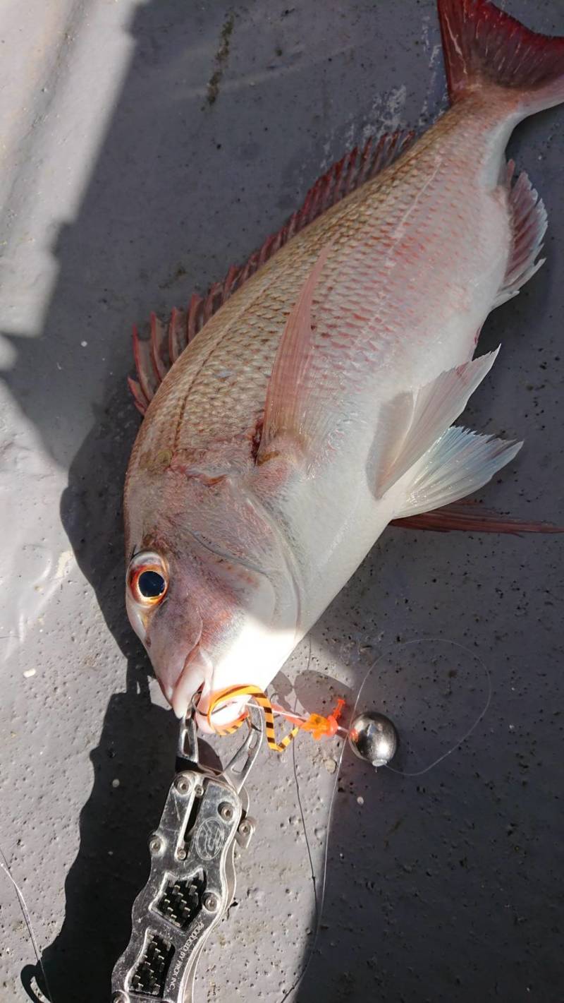 兵庫県明石市村由丸の船釣りでマダイ釣果
