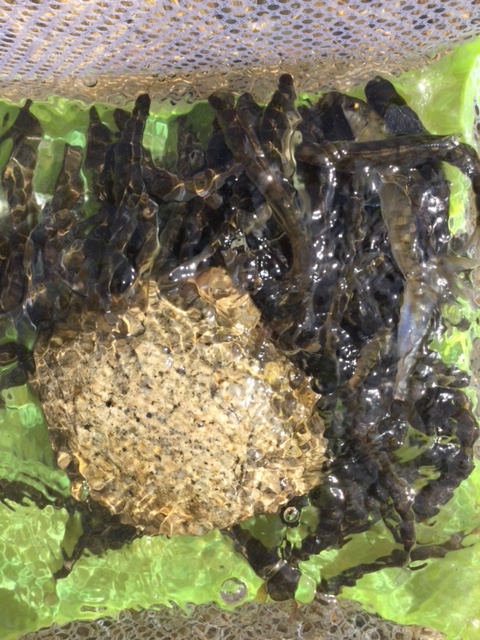 滋賀県知内川の淡水ウキ釣りで小鮎釣果