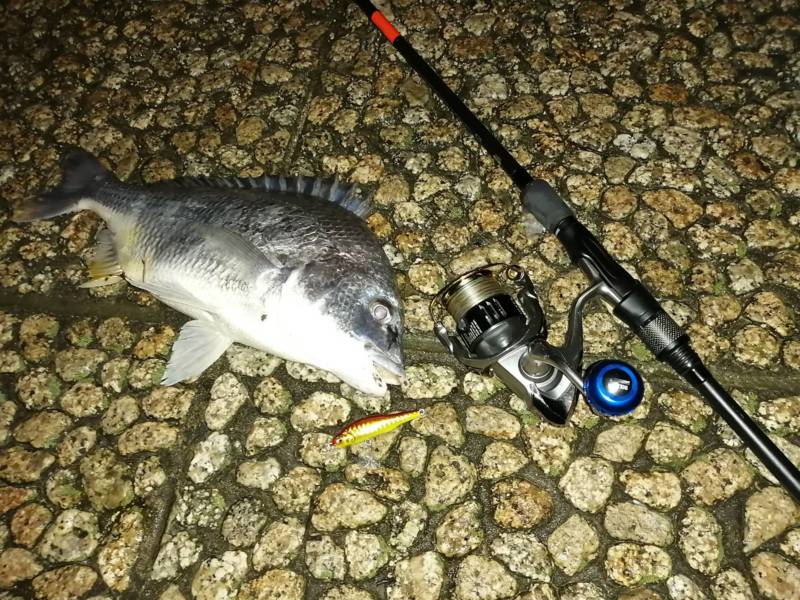 兵庫県武庫川のソルトルアーでキビレ釣果