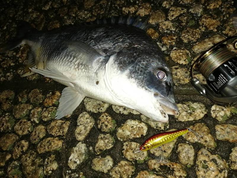 兵庫県武庫川のソルトルアーでキビレ釣果