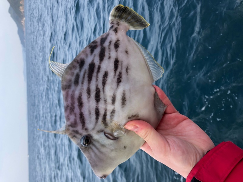 徳島県阿南市水天丸の船釣りでカワハギ釣果