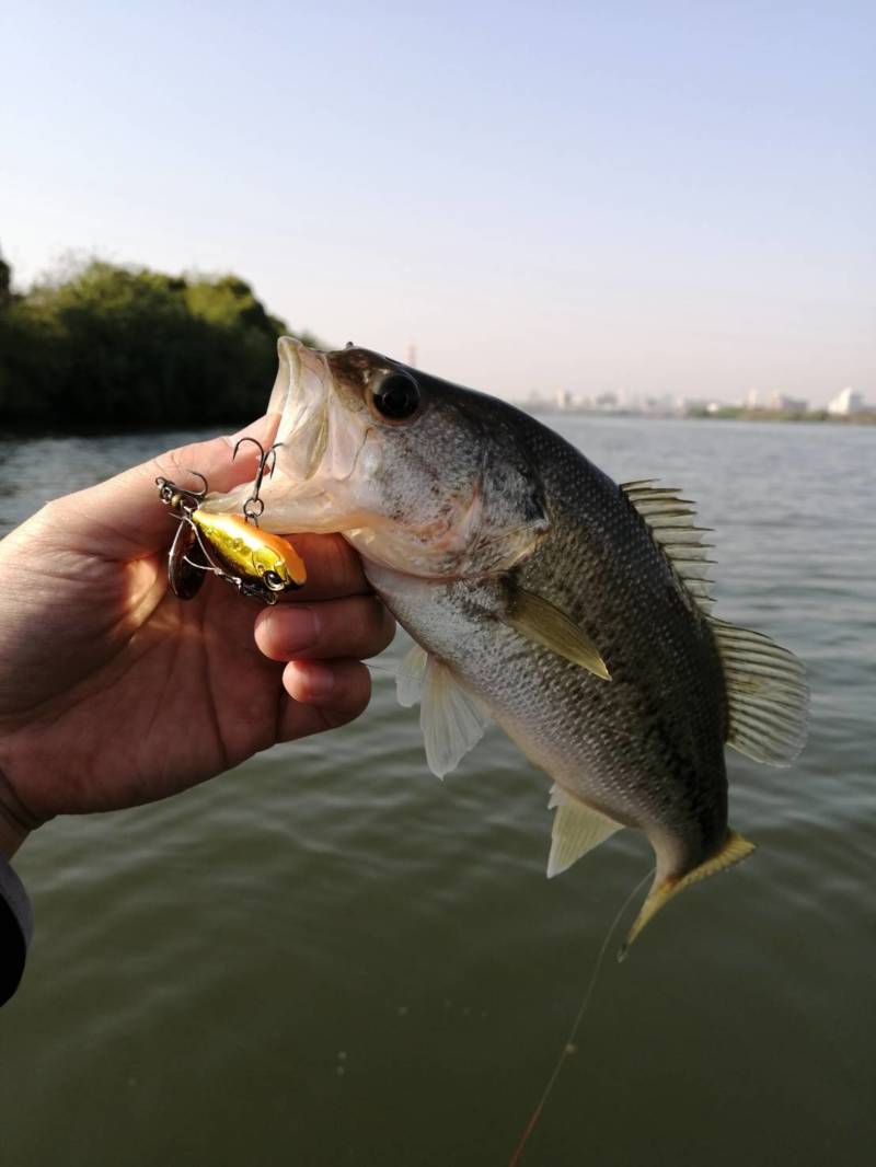 大阪府淀川下島周辺のバス釣りでブラックバス釣果
