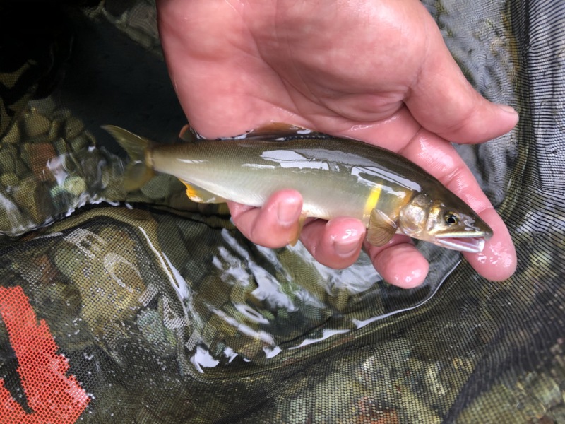 奈良県天川の鮎友釣りで鮎釣果