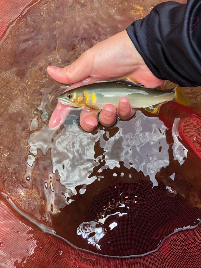 滋賀県安曇川朽木の友釣りで鮎釣果
