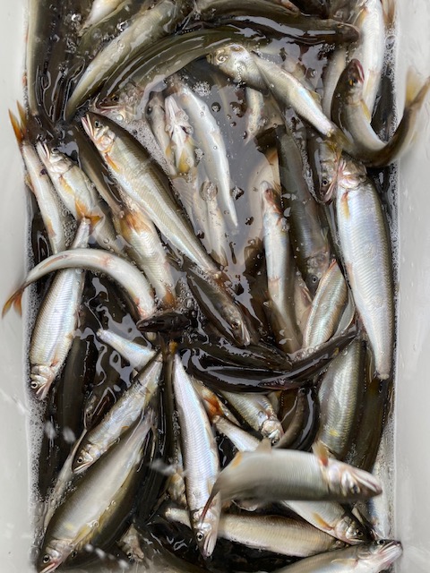 滋賀県琵琶湖知内川の淡水ウキ釣りで小鮎釣果