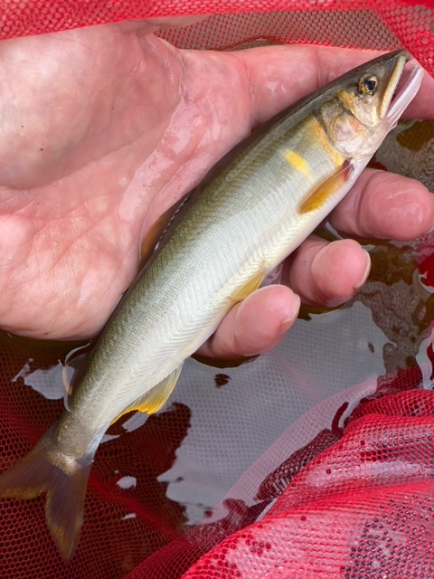 滋賀県愛知川の淡水ウキ釣りで鮎釣果