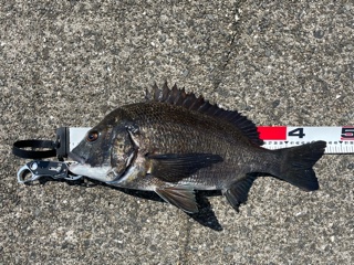 兵庫県尼崎フェニックスの波止でチヌ釣果