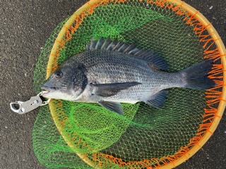 兵庫県尼崎フェニックスの波止でチヌ釣果