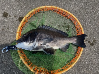 兵庫県尼崎フェニックスの波止でチヌ釣果