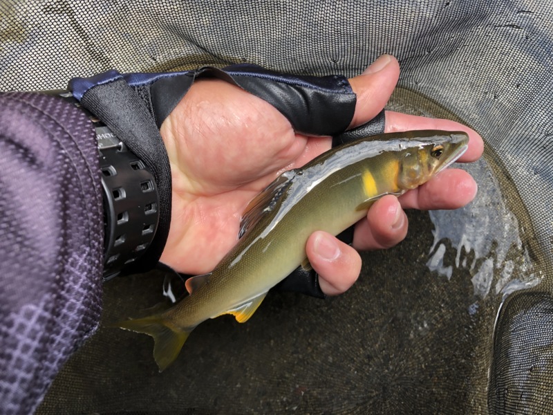 奈良県吉野郡上北山村池原ダムの鮎友釣りで鮎釣果
