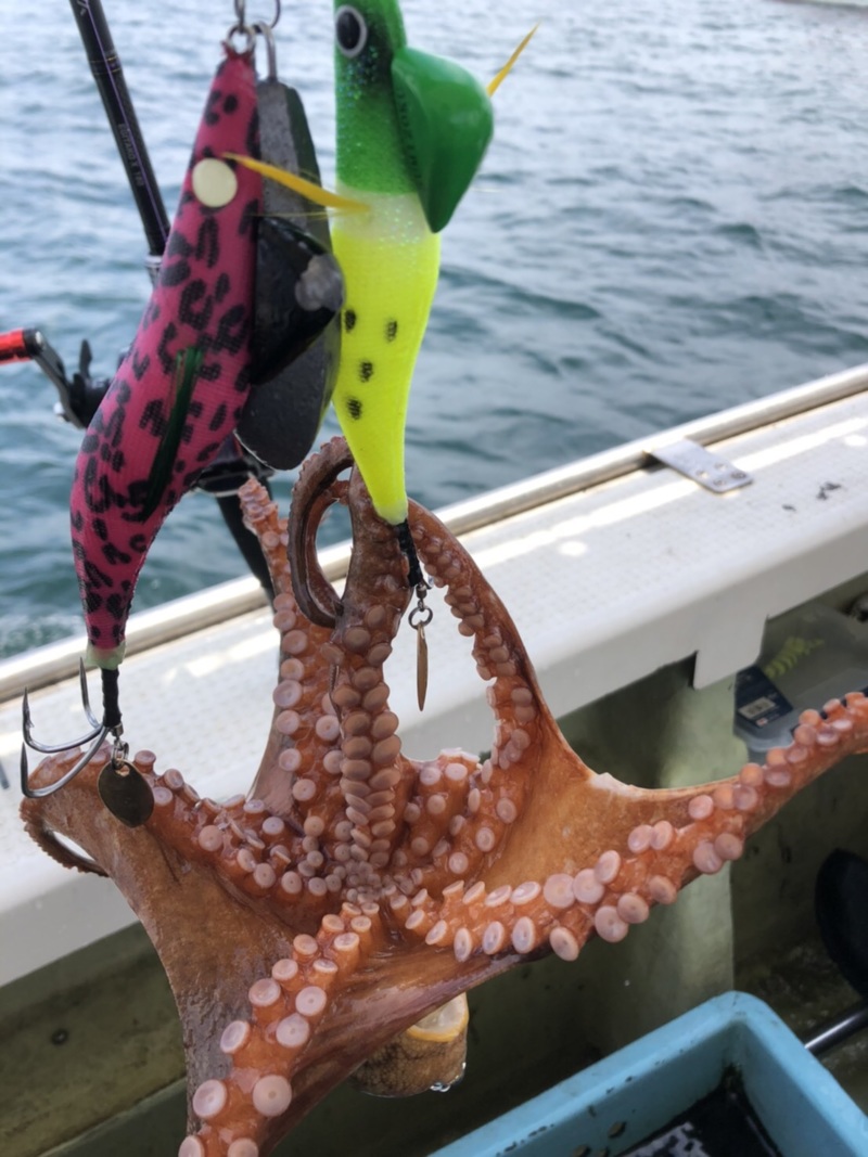 兵庫県明石沖丸松乗合船の船釣りでタコ釣果