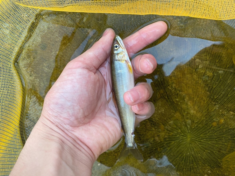 兵庫県越知川の友釣りで鮎釣果