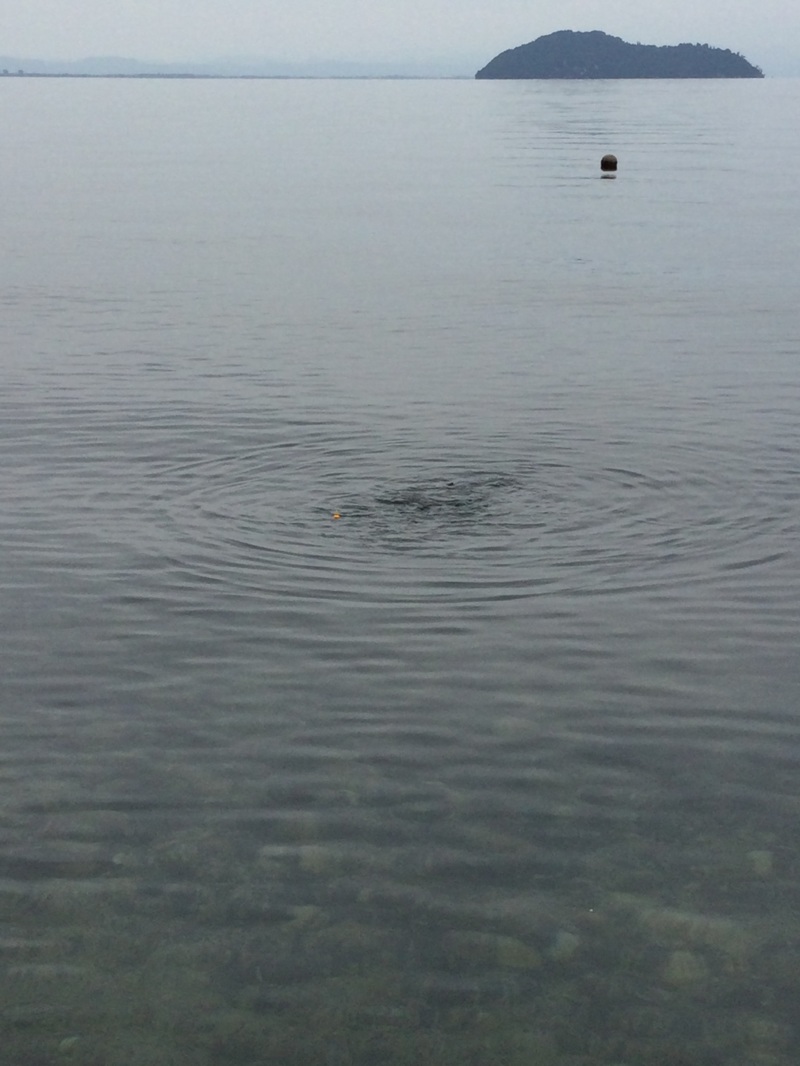 滋賀県マキノ町知内川・海津大崎の淡水ウキ釣りで小鮎釣果