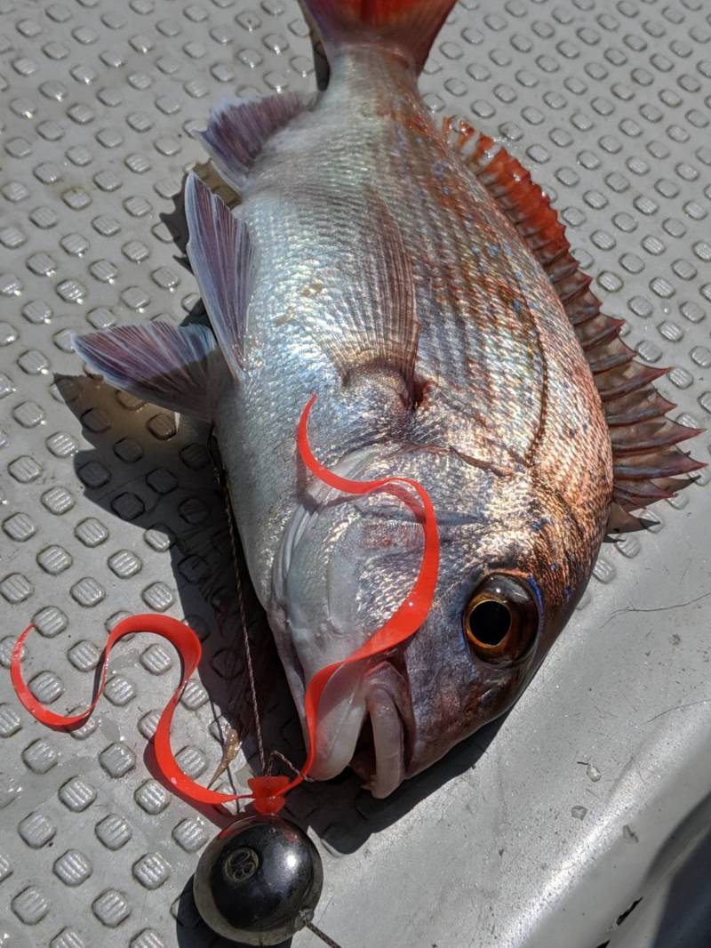 兵庫県明石沖海豚の船釣りでタイ釣果