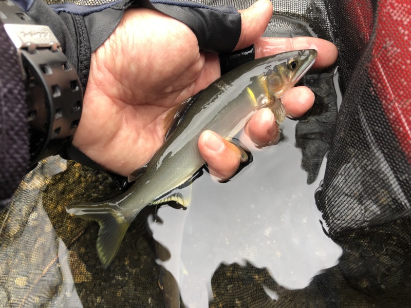 滋賀県安曇川朽木村の鮎友釣りで鮎釣果