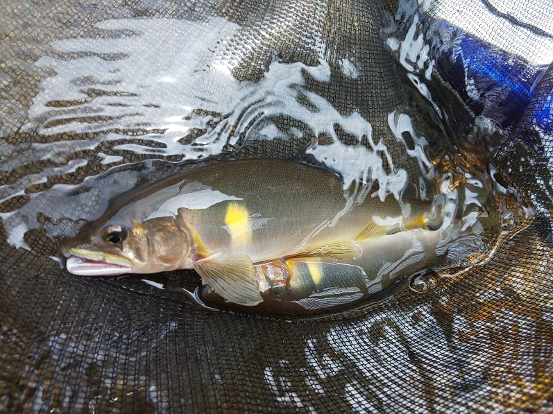 奈良県上北山村・北山川の友釣りで鮎釣果