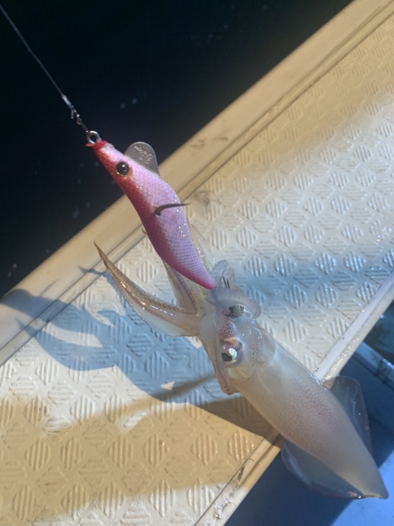 兵庫県香住町大吉丸の船釣りでケンサキイカ釣果