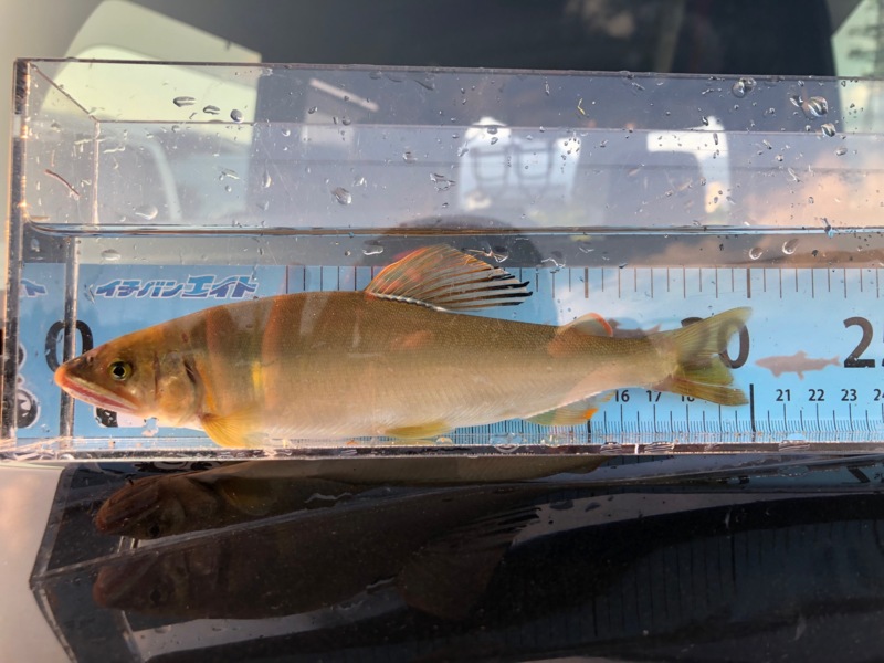 福井県九頭竜川の友釣りで鮎釣果