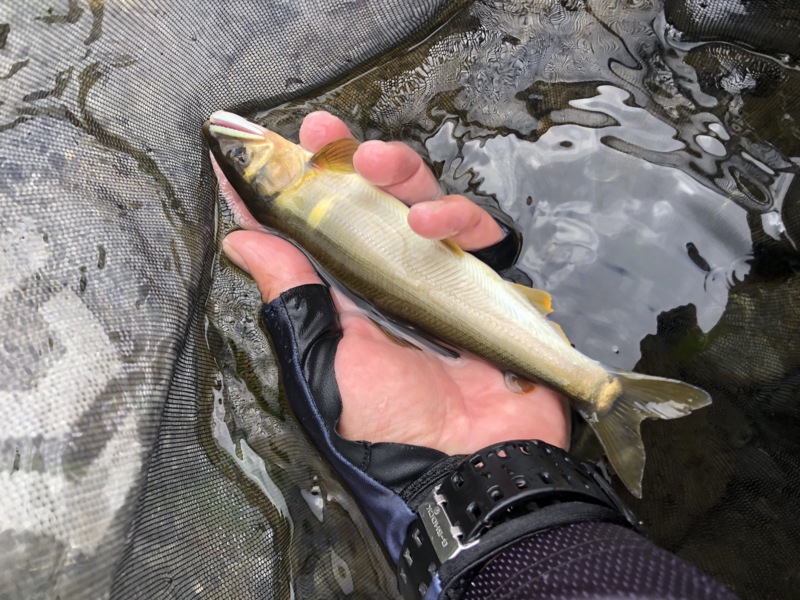 滋賀県安曇川朽木村の鮎友釣りで鮎釣果