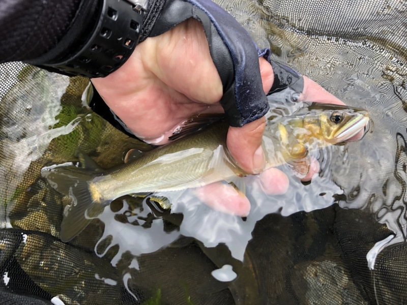 滋賀県安曇川朽木村の鮎友釣りで鮎釣果