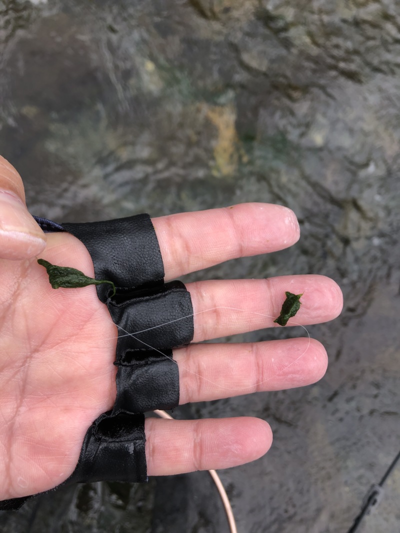 滋賀県安曇川朽木村の鮎友釣りで鮎釣果