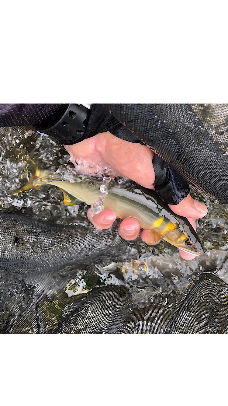 滋賀県安曇川朽木村の鮎友釣りで鮎釣果