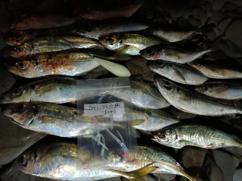 大阪府大坂湾のフロートアジングでアジ釣果