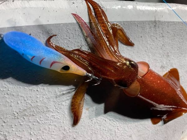 鳥取県賀露北祐丸の船釣りで白イカ釣果