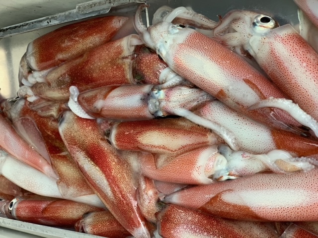 福井県こみなみ丸の船釣りでイカ釣果