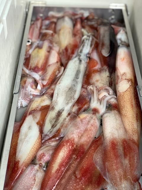 福井県こみなみ丸の船釣りでイカ釣果