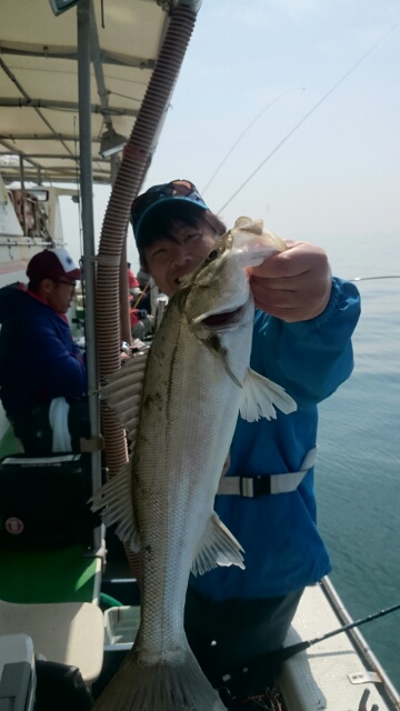 兵庫県明石市|船釣り|メバル3匹、鱸2本、ガシラ多数釣果