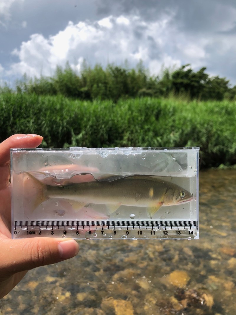 滋賀県知内川の鮎釣りで小鮎釣果