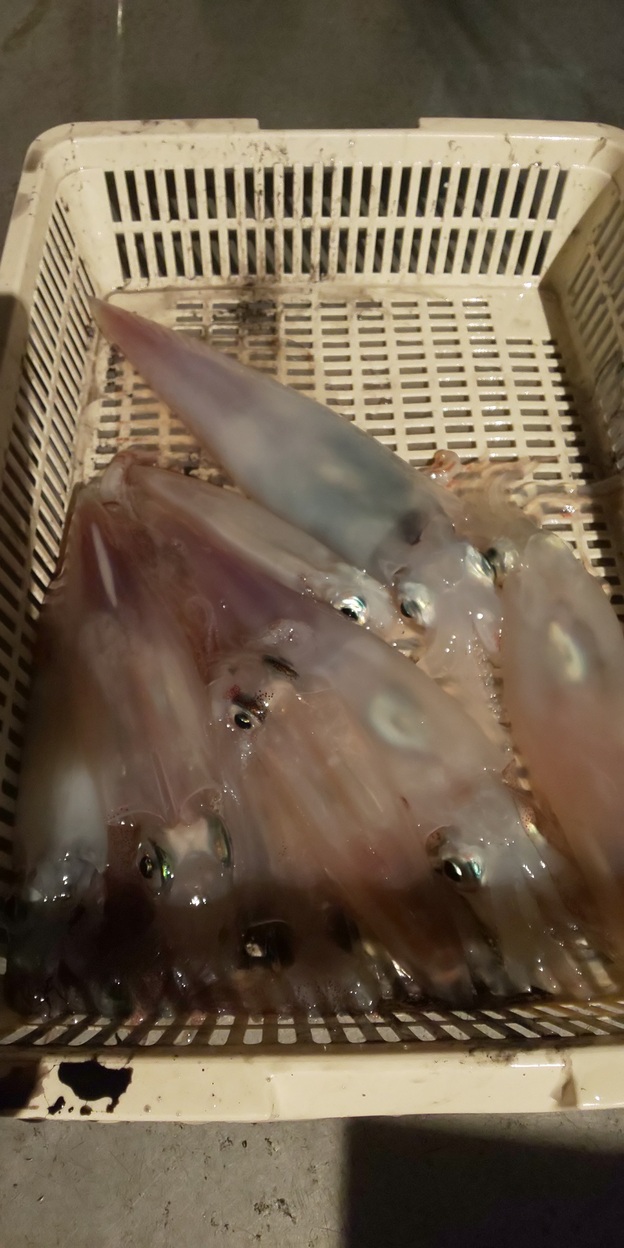 日本海浅茂川ファルコンの船釣りでマイカ・アジ釣果