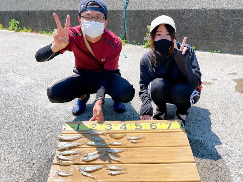 福井県敦賀市のボート釣りでキス釣果