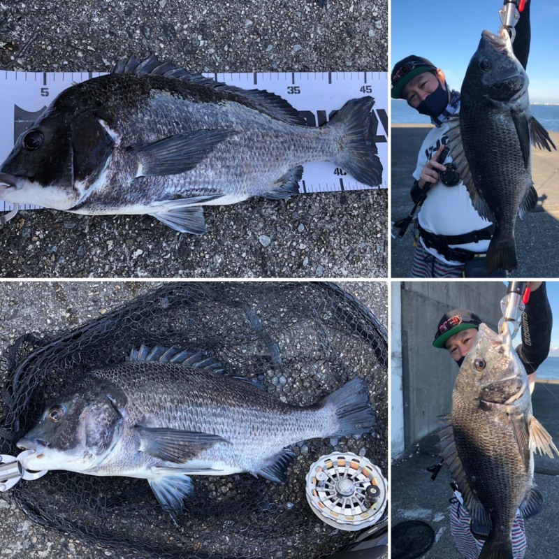 兵庫県尼崎フェニックスのヘチ釣りで黒鯛釣果