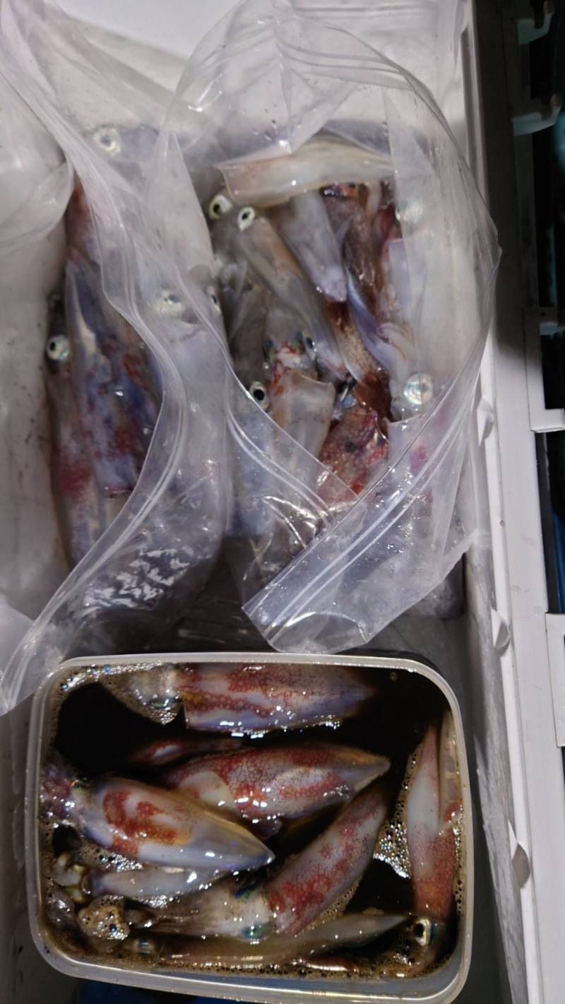 鳥取県海佐知丸の船釣りで剣先イカ釣果