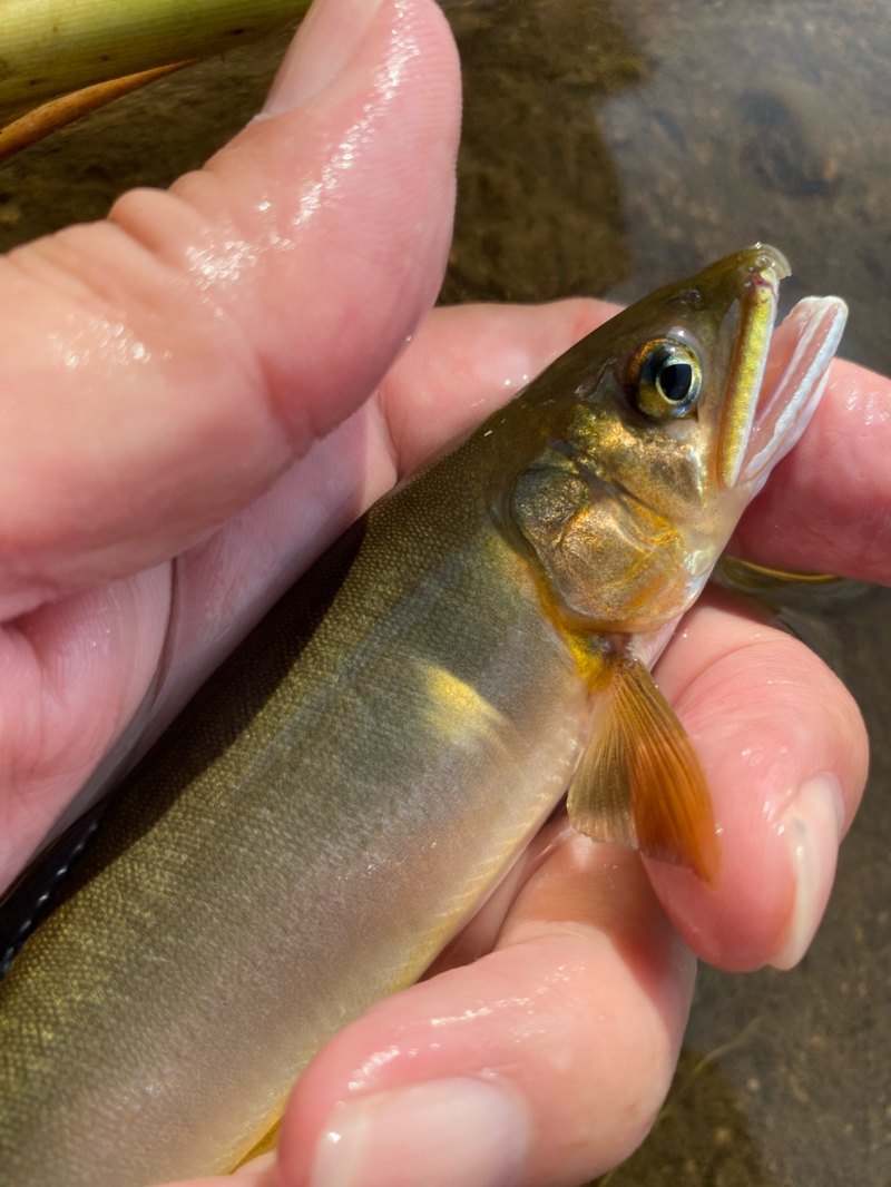 滋賀県愛知川の淡水ウキ釣りで小鮎釣果