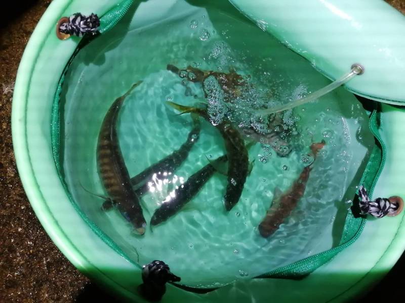 大阪府小島養魚場のアジングでアジ釣果