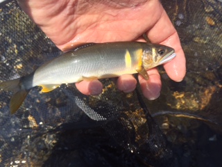 滋賀県安曇川朽木の友釣りで鮎釣果