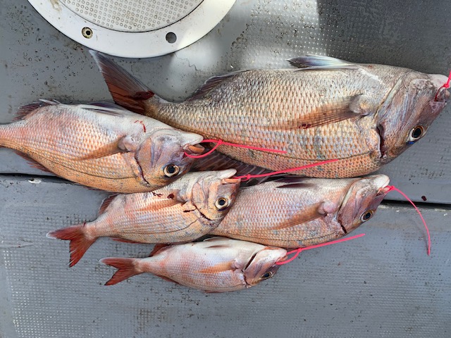 兵庫県明石村由丸の船釣りでタイ釣果