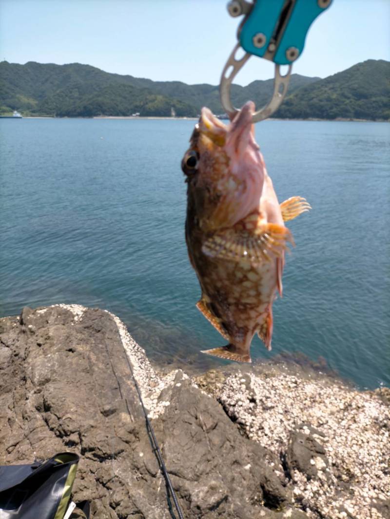 和歌山県紀伊由良のちょい投げでキス・ガシラ釣果